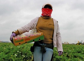 Worker in field