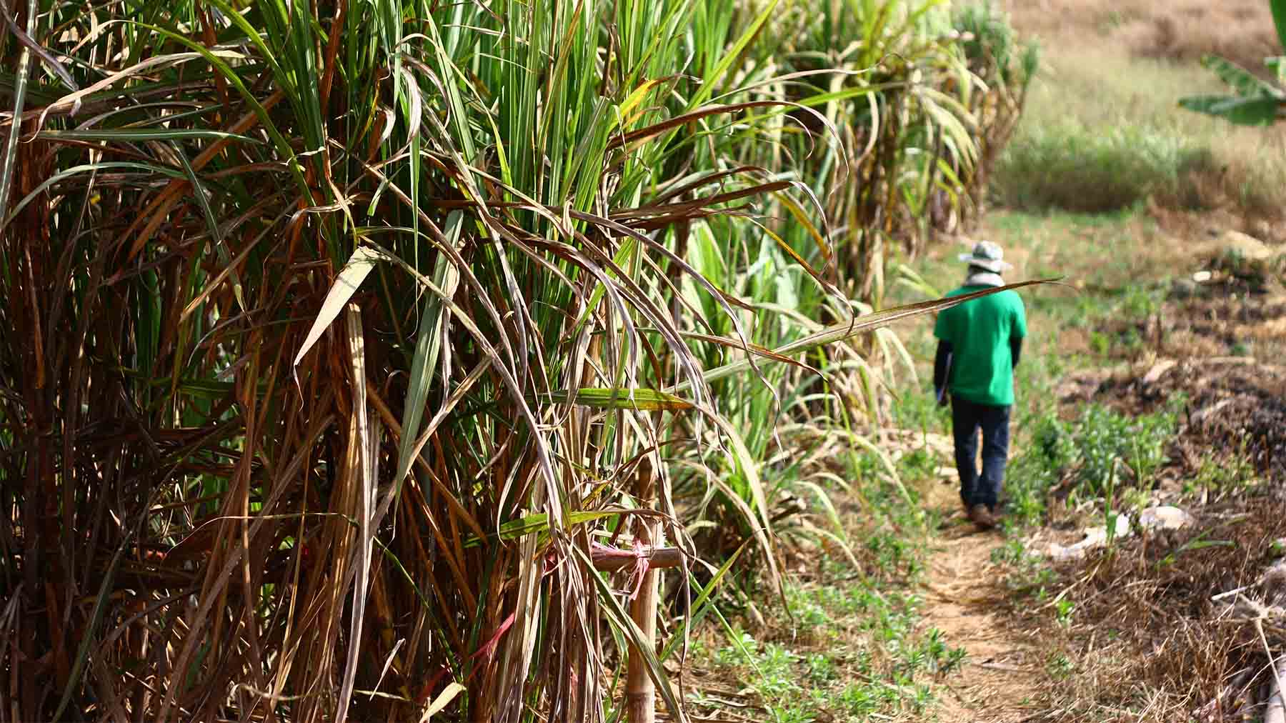 Sugarcane field