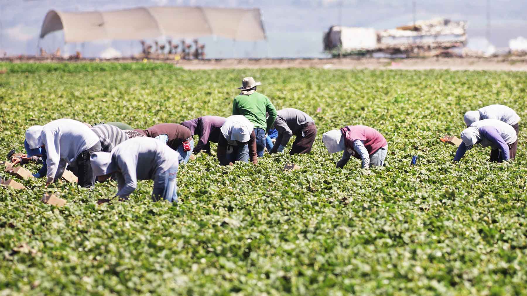 Farm workers in field