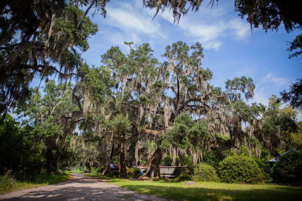 Trees cast shadows on roadway.